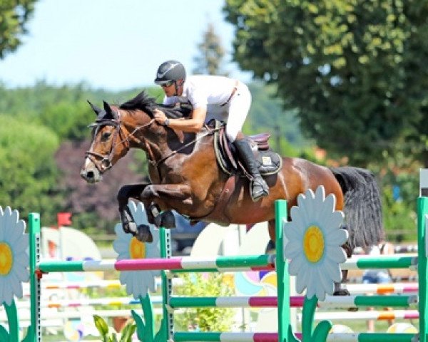 broodmare Chiloe de Kreisker (Selle Français, 2012, from Conrad de Hus)