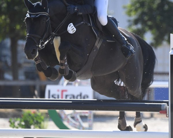 broodmare Fatima Me (Holsteiner, 2013, from Nekton)