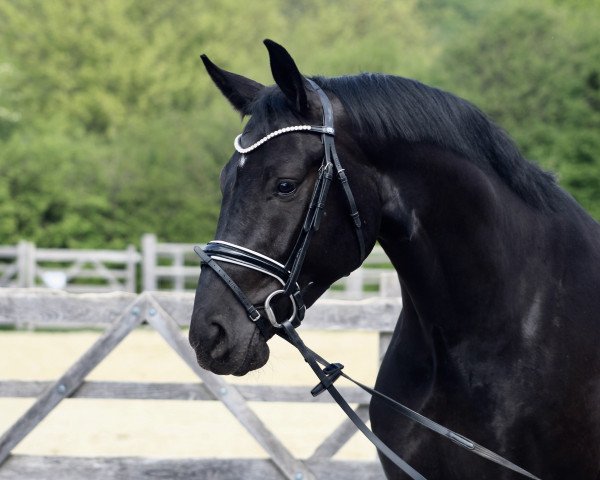 dressage horse Dreamboy 63 (Hanoverian, 2015, from Danciano)