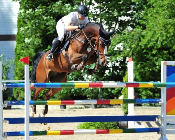 Springpferd Delano B (KWPN (Niederländisches Warmblut), 2008, von Pino)