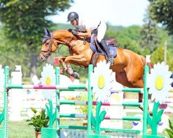 horse Cimon du Banney (Selle Français, 2012, from Couletto)