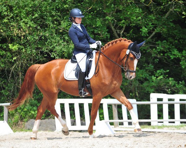 dressage horse Amici L. (Oldenburg, 2013, from Antango du Feuillard)