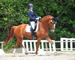 dressage horse Amici L. (Oldenburg, 2013, from Antango du Feuillard)
