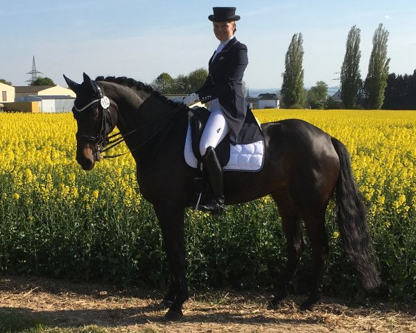 dressage horse Rubys Girl (Oldenburg, 2008, from Rubinero 2)