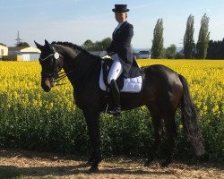 dressage horse Rubys Girl (Oldenburg, 2008, from Rubinero 2)