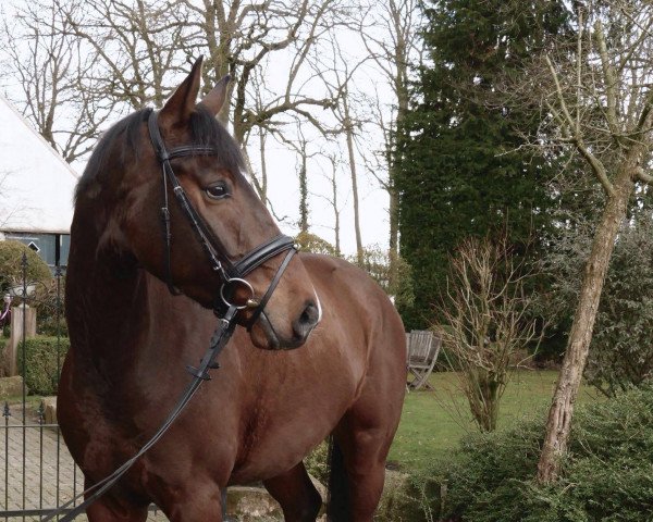 dressage horse Fredrik 2 (Westphalian, 2011, from First Selection)