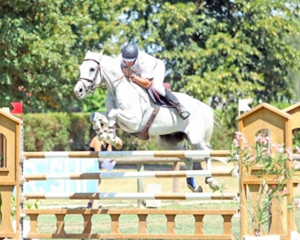 horse Clinton de Levaux (Selle Français, 2012, from President)