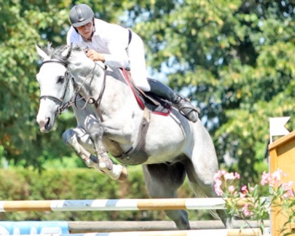 horse Cobra de Garred (Selle Français, 2012, from Stormy de Sivry)