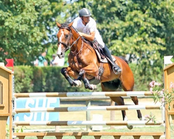 jumper Condor des Vavres (Selle Français, 2012, from Orlando van de Heffinck)
