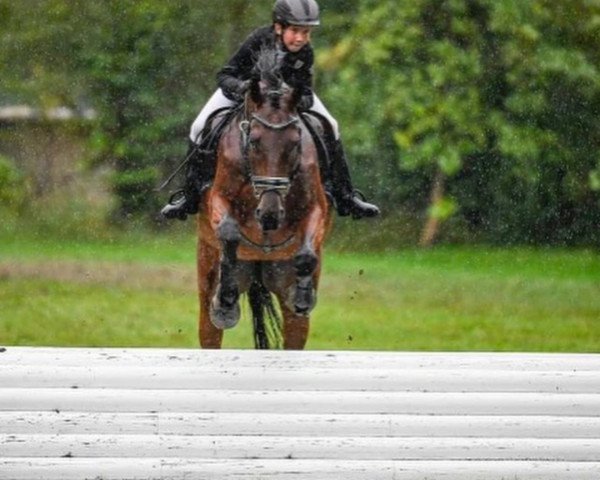 jumper Escador (Selle Français, 2014, from Astarabad xx)