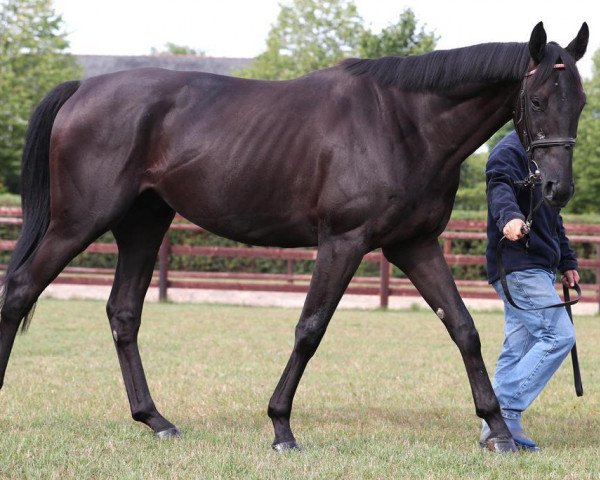 horse Fitipaldi (Thoroughbred, 2017, from Dansili xx)