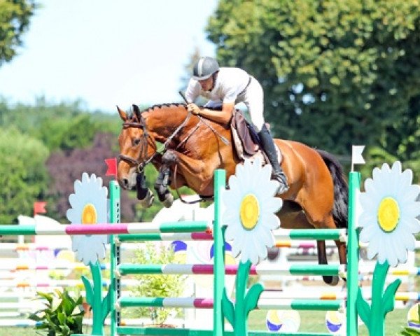 horse Corto des Vavres (Selle Français, 2012, from Diamant de Semilly)