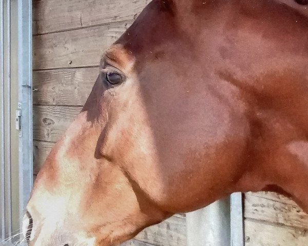 horse Boccaccio 42 (Bavarian, 2011, from Belissimo NRW)