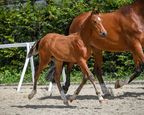 horse Beau Balou von Herzwil (Swiss Warmblood, 2020, from Balou Star)