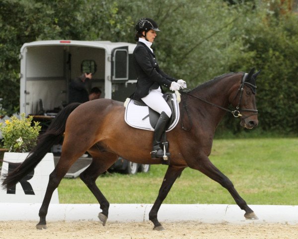 horse Steinpilz (Holsteiner, 2005, from Casado)