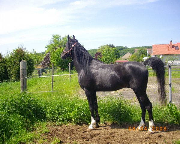 horse Kar Jasir ox (Arabian purebred, 2006, from Dabrock El Nafe ox)
