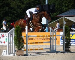 Springpferd Carlos (Nederlands Rijpaarden en Pony, 2011, von Candoletto)