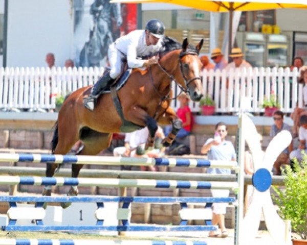 horse Cosa Nostra du Der (Selle Français, 2012, from Tinka's Boy)