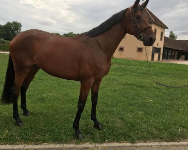 Zuchtstute Love Me Kim Batilly Z (Zangersheide Reitpferd, 2012, von L'Arcangelo Z)