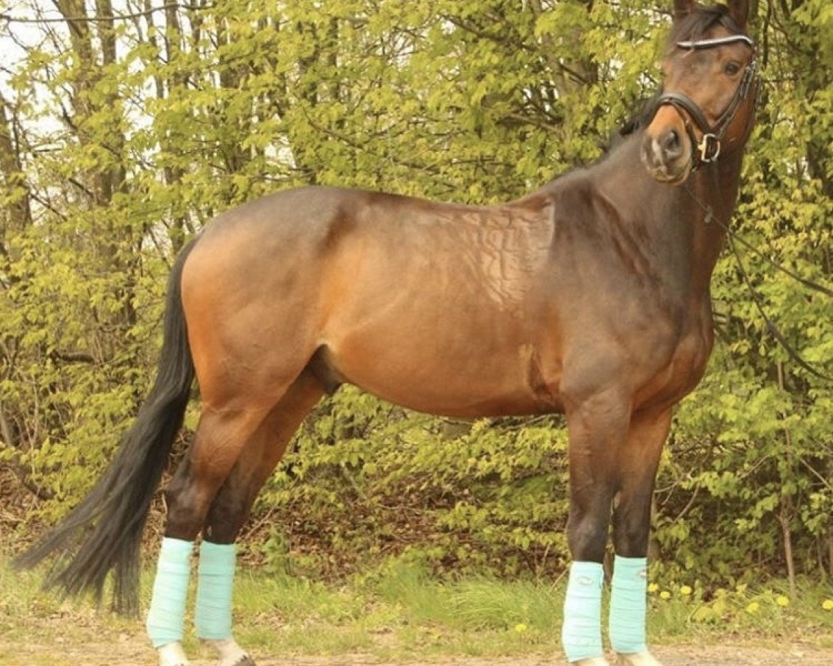 horse Q-Vivaldi (Holsteiner, 2011, from Verdi)