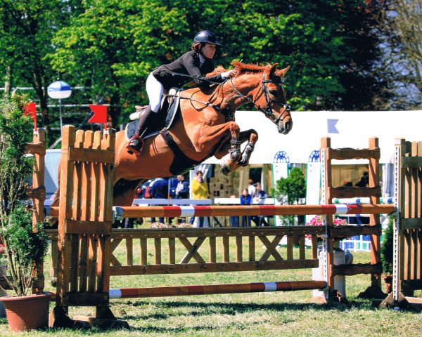 broodmare Diva Fs CH (Swiss Warmblood, 2008, from Davidoff V. Schl'Hof CH)