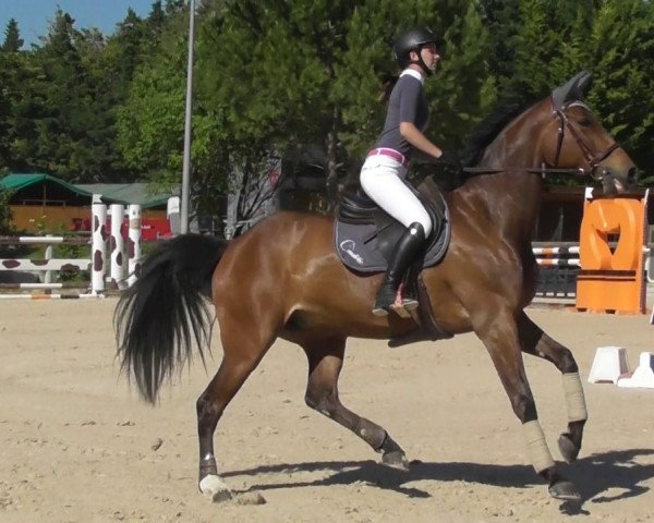 broodmare Qonstantine Batilly Z (Selle Français, 2011, from Quaprice Z) broodmare Qonstantine Batilly Z (Selle Français, 2011, from Quaprice Z)
