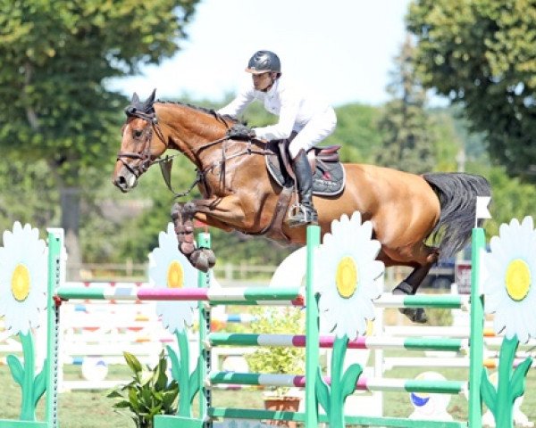 broodmare Coréenne Batilly (Selle Français, 2012, from Numero Uno) broodmare Coréenne Batilly (Selle Français, 2012, from Numero Uno)