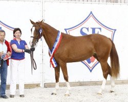 broodmare Coccinella Batilly (Selle Français, 2012, from Quaprice Z)