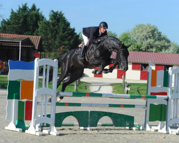 stallion D'Yquem Batilly (Selle Français, 2013, from Qlassic Bois Margot)