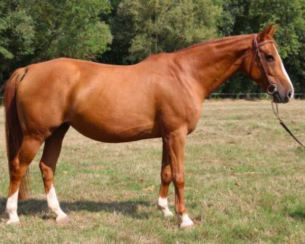 broodmare Birkin Bag Batilly (Selle Français, 2011, from Quaprice Z)