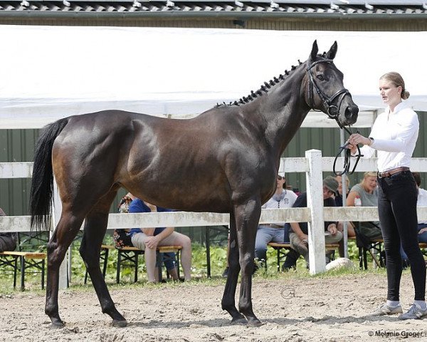 broodmare Give me the best xx (Thoroughbred, 2015, from Dabirsim xx)