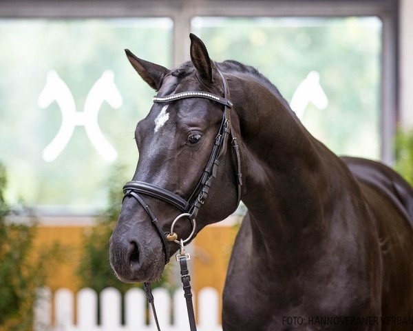 horse Hengst von Viscount / Comte (Hanoverian, 2018, from Viscount 22)