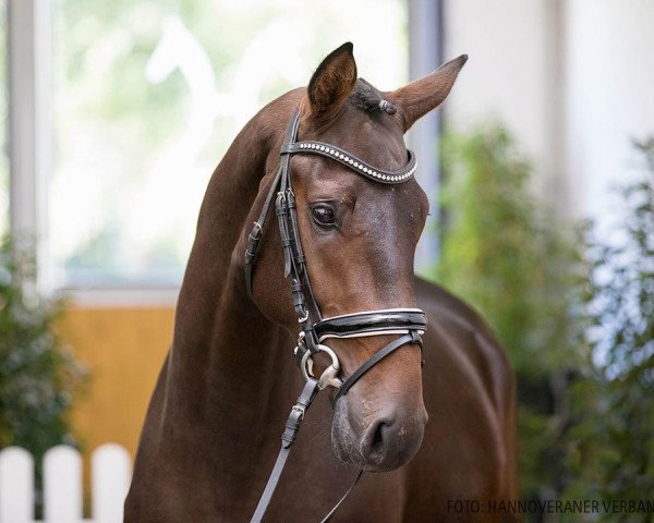 stallion Spreefeuer Dree Boeken (Hanoverian, 2018, from Stakkato Gold)