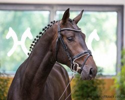 eventing horse Kasparow FRH (Hanoverian, 2018, from Karajan)