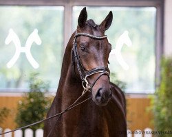 stallion Butt's Archer (Hanoverian, 2018, from Jaguar Mail)