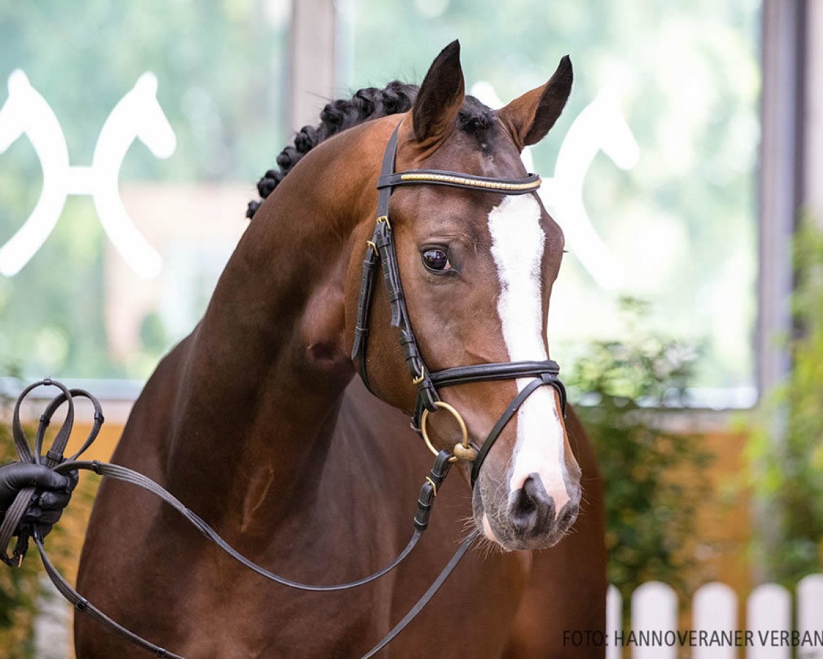 stallion Galileo Gold (Hanoverian, 2018, from Grey Top)