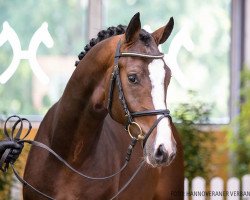 stallion Galileo Gold (Hanoverian, 2018, from Grey Top)