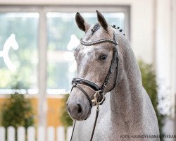 jumper Sonnenschein 65 (Hanoverian, 2018, from Grey Top)
