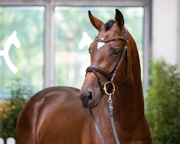 horse Hengst von Diacontinus / Quintender (Hanoverian, 2018, from Diacontinus)