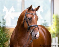 stallion Daichi (Hanoverian, 2018, from Diacontinus)