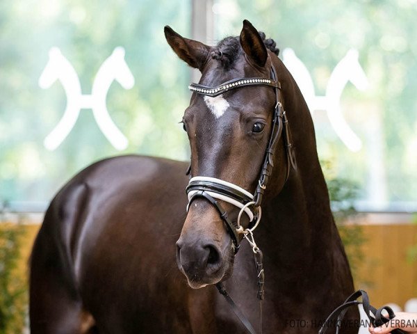 stallion Don Corazon Lw (Hanoverian, 2018, from Diacontinus)