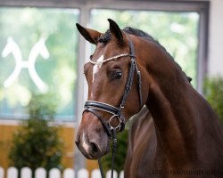 stallion Carnegie 7 (Hanoverian, 2018, from Chacoon Blue)