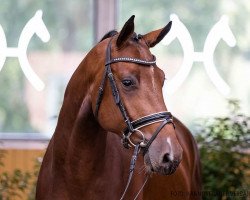 jumper Cloud Chaser (Hanoverian, 2018, from Casino Grande)