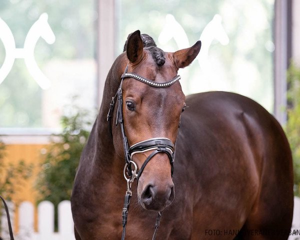 stallion Apple 8 (Rhinelander, 2018, from Amazon 4)
