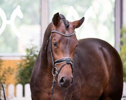 stallion Apple 8 (Rhinelander, 2018, from Amazon 4)