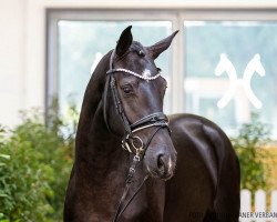 dressage horse Awhitu (Hanoverian, 2018, from Alaba 2)