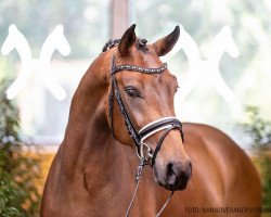 Cavallo da Dressage Fläming 7 (Hannoveriano, 2018, di For Dance)
