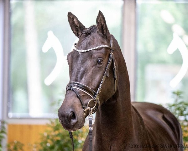 horse Hengst von Don Martillo / Sandro Hit (Hanoverian, 2018, from Don Martillo)
