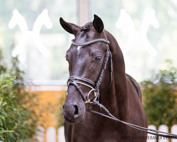 Pferd Diamond Delaurie (Hannoveraner, 2018, von Dohnanyi 5)