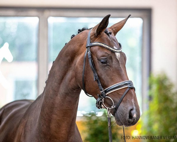 horse Depaz (Hanoverian, 2018, from De Niro)